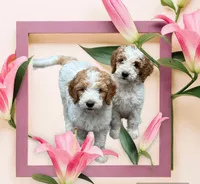 F1 GOLDENDOODLE, a male Goldendoodle for sale in Winston-Salem, NC – Photo 6 of 7