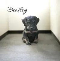 BENTLEY, a male Bernedoodle for sale in Winston-Salem, NC – 5 of 6