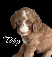 Toby, a male Irish Doodle for sale in Winston-Salem, NC – 2 of 2
