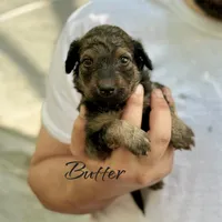 BUTTER, a female Bernedoodle for sale in Winston-Salem, NC – 3 of 3