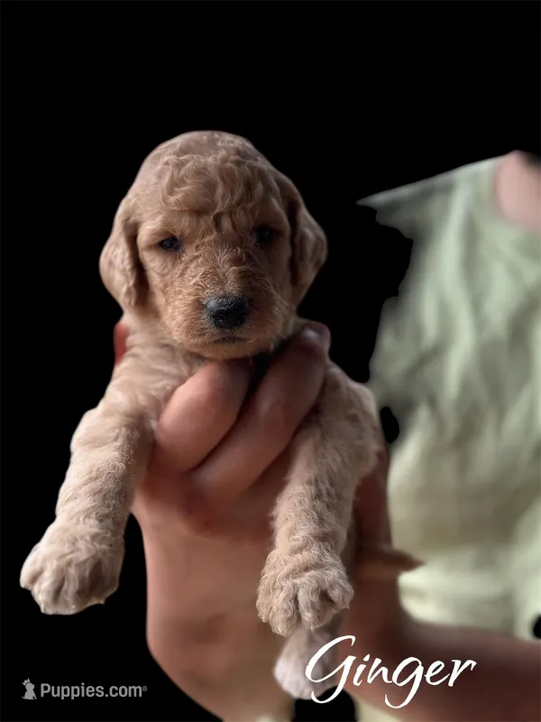 GINGER – Goldendoodle puppy for sale in Winston-Salem, NC