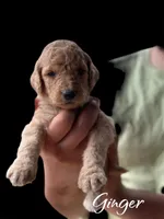 GINGER, a female Goldendoodle for sale in Winston-Salem, NC – Photo 1 of 3