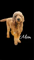 GINGER, a female Goldendoodle for sale in Winston-Salem, NC – Photo 3 of 3
