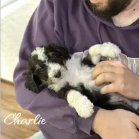 Tricolor, a male Bernedoodle for sale in Winston-Salem, NC – 3 of 5