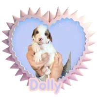 DOLLY, a female Irish Setter and Irish Doodle for sale in Winston-Salem, NC – Photo 2 of 8