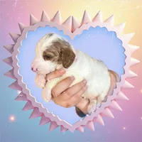 DOLLY, a female Irish Setter and Irish Doodle for sale in Winston-Salem, NC – Photo 5 of 8