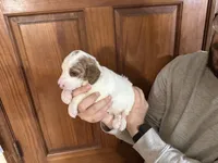 DOLLY, a female Irish Setter and Irish Doodle for sale in Winston-Salem, NC – Photo 7 of 8