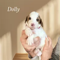 DOLLY, a female Irish Setter and Irish Doodle for sale in Winston-Salem, NC – Photo 3 of 8