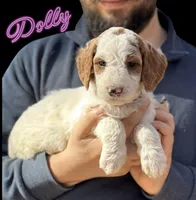 DOLLY, a female Irish Setter and Irish Doodle for sale in Winston-Salem, NC – Photo 1 of 8