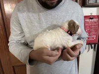 DOLLY, a female Irish Setter and Irish Doodle for sale in Winston-Salem, NC – Photo 8 of 8