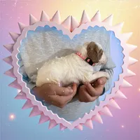 DOLLY, a female Irish Setter and Irish Doodle for sale in Winston-Salem, NC – Photo 4 of 8