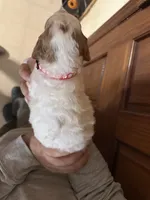 DOLLY, a female Irish Setter and Irish Doodle for sale in Winston-Salem, NC – Photo 6 of 8