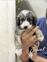 JEWEL TRI-COLOR, a female Bernedoodle for sale in Winston-Salem, NC – 5 of 5