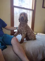 PRESTIGE'S "Edmond", a male Poodle - Standard  for sale in Winston-Salem, NC – Photo 5 of 7