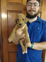 PRESTIGE'S "Edmond", a male Poodle - Standard  for sale in Winston-Salem, NC – Photo 4 of 7