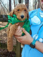PRESTIGE'S "Edmond", a male Poodle - Standard  for sale in Winston-Salem, NC – Photo 2 of 7
