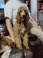 PRESTIGE'S "Edmond", a male Poodle - Standard  for sale in Winston-Salem, NC – Photo 7 of 7