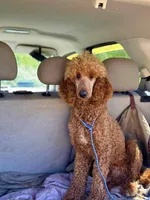 PRESTIGE'S "Edmond", a male Poodle - Standard  for sale in Winston-Salem, NC – Photo 1 of 7