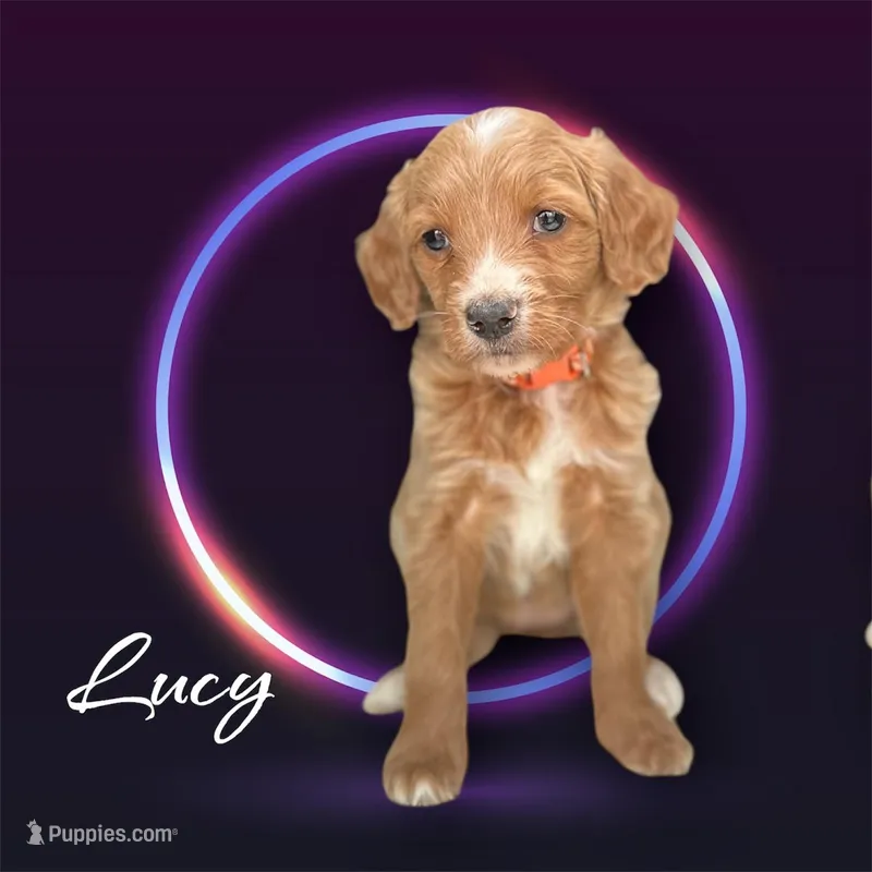 Lucy F1B