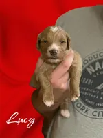 Lucy F1B, a female Goldendoodle for sale in Winston-Salem, NC – Photo 2 of 4