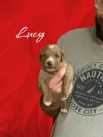 Lucy F1B, a female Goldendoodle for sale in Winston-Salem, NC – Photo 1 of 4