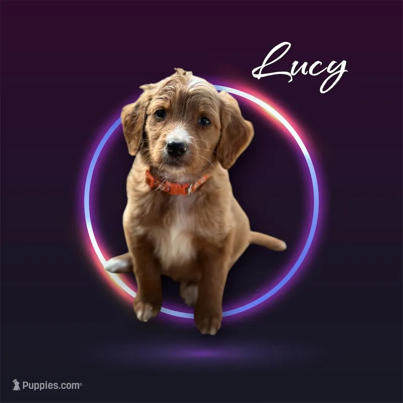 Lucy F1B – Goldendoodle puppy for sale in Winston-Salem, NC