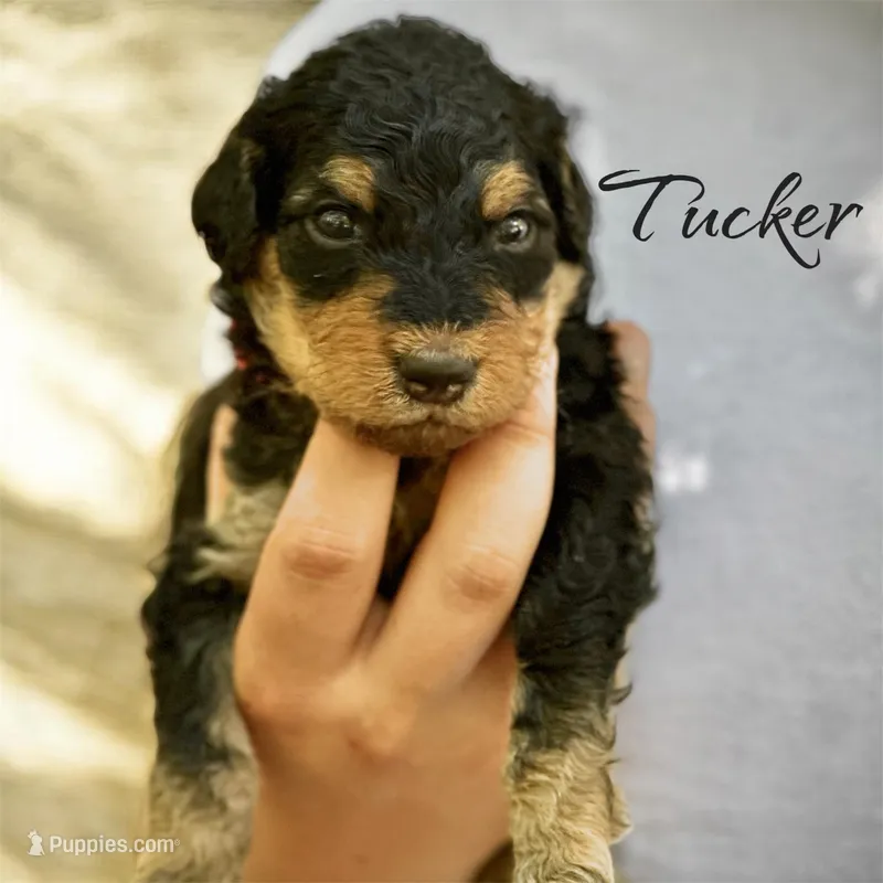 TUCKER – Bernedoodle puppy for sale in Winston-Salem, NC