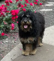JEWEL TRI-COLOR, a female Bernedoodle for sale in Winston-Salem, NC – 3 of 5