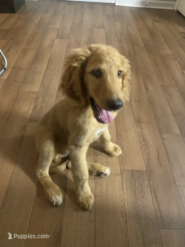 Duke – Goldendoodle puppy for sale in Winston-Salem, NC