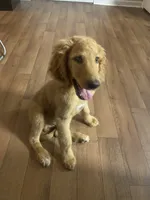 Duke, a male Goldendoodle for sale in Winston-Salem, NC – 1 of 5