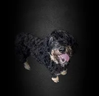 Tricolor, a male Bernedoodle for sale in Winston-Salem, NC – 5 of 5