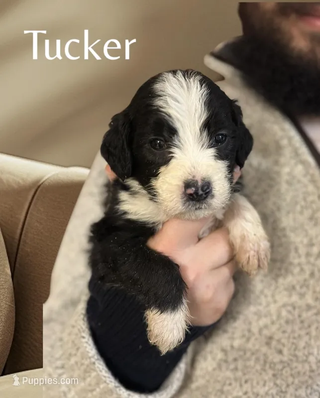 Tucker