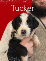 Tucker, a male Bernedoodle for sale in Winston-Salem, NC – Photo 2 of 2