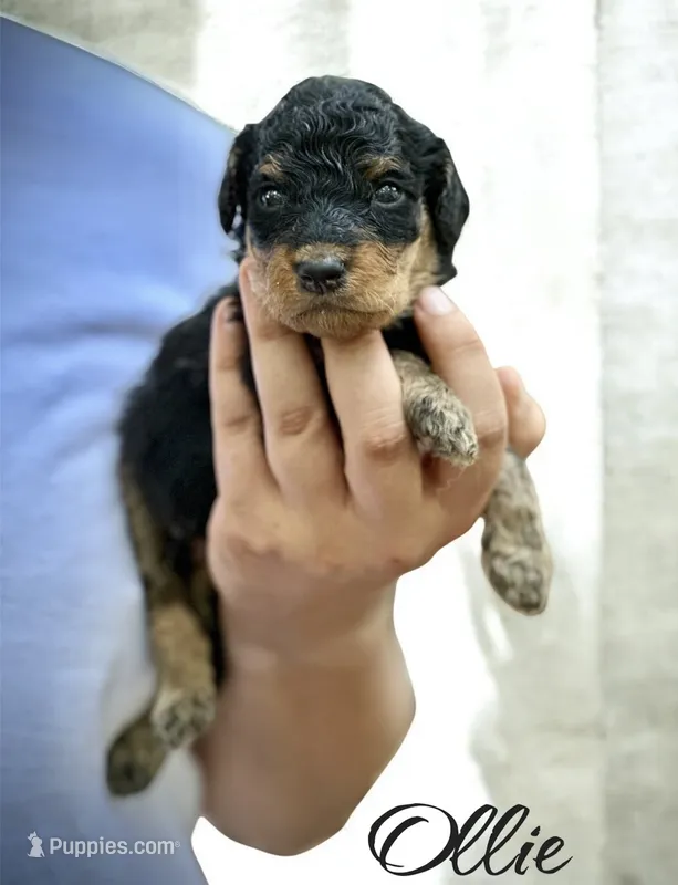 OLLIE – Bernedoodle puppy for sale in Winston-Salem, NC