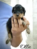 OLLIE, a male Bernedoodle for sale in Winston-Salem, NC – 1 of 3