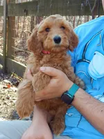 PRESTIGE'S "ELSA", a female Poodle - Standard  for sale in Winston-Salem, NC – Photo 2 of 7