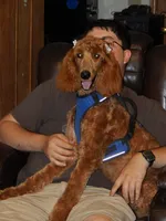 PRESTIGE'S "ELSA", a female Poodle - Standard  for sale in Winston-Salem, NC – Photo 1 of 7