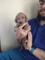 PRESTIGE'S "ELSA", a female Poodle - Standard  for sale in Winston-Salem, NC – Photo 5 of 7