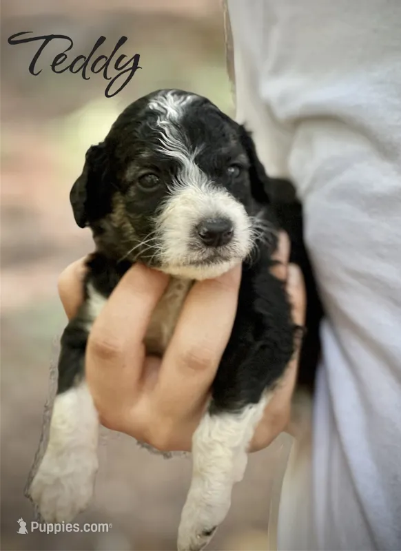 TEDDY – Bernedoodle puppy for sale in Winston-Salem, NC