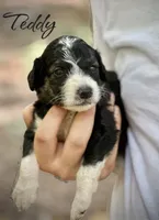 TEDDY, a male Bernedoodle for sale in Winston-Salem, NC – 1 of 2