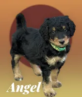 ANGEL, a female Bernedoodle for sale in Winston-Salem, NC – 4 of 6