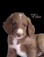FINN, a male Irish Doodle for sale in Winston-Salem, NC – 4 of 4