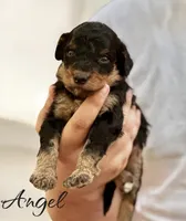 ANGEL, a female Bernedoodle for sale in Winston-Salem, NC – 2 of 3
