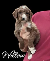 WILLOW, a female Irish Doodle for sale in Winston-Salem, NC – 6 of 7
