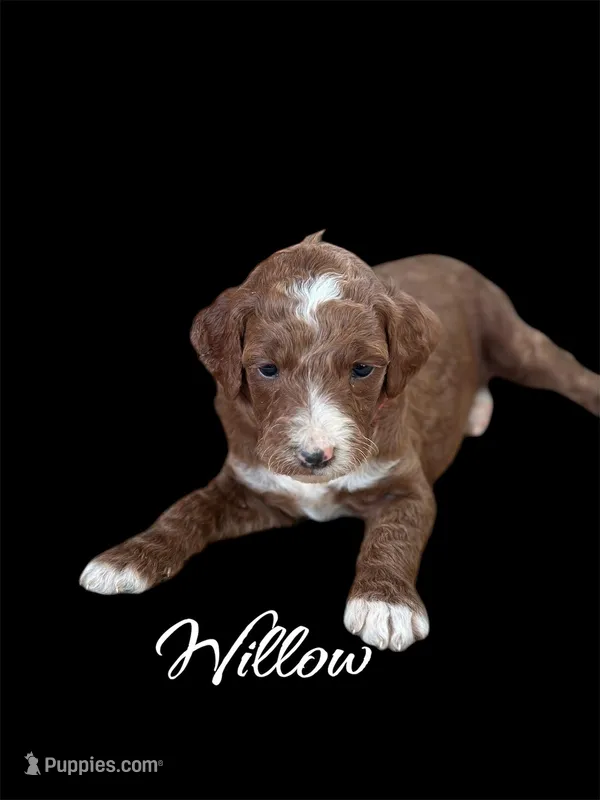 WILLOW – Irish Doodle puppy for sale in Winston-Salem, NC