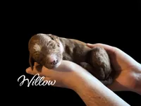 WILLOW, a female Irish Doodle for sale in Winston-Salem, NC – Photo 1 of 2