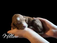 WILLOW, a female Irish Doodle for sale in Winston-Salem, NC – Photo 2 of 2