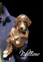 WILLOW, a female Irish Doodle for sale in Winston-Salem, NC – 7 of 7
