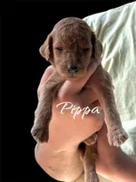 PIPPA, a female Goldendoodle for sale in Winston-Salem, NC – Photo 2 of 5