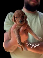 PIPPA, a female Goldendoodle for sale in Winston-Salem, NC – Photo 3 of 5